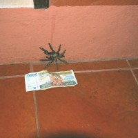 Costa Rican tarantula for ID