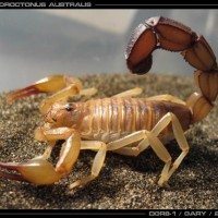 Androctonus australis