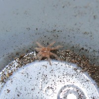 Grammostola aureostriata sling