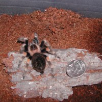 bsmithi