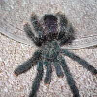 Avicularia huriana