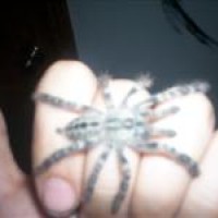 Poecilotheria pederseni