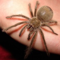 Thor (Theraphosa Blondi)