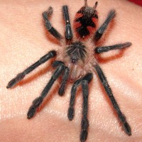 Pamphobeteus Sp. (Equador)