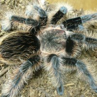 Brachypelma albopilosum