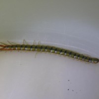 Scolopendra Mirabilis