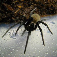 Kukulcania hibernalis - Southern House Spider