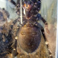 Brachypelma auratum