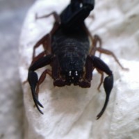 Centruroides gracilis