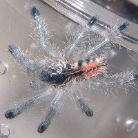 Avicularia Sp. Amazonica "Giant Amazon Pinktoe"