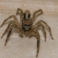 Jumping Spider