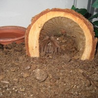 Chilobrachys Burmensis