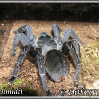 Haplopelma. schmidti