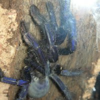 Cyriopagopus sp. "Blue" Female