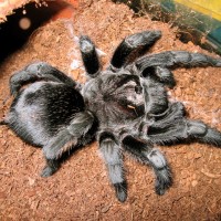 Grammostola pulchra female 4.5"