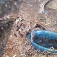 T. blondi enjoying a meal