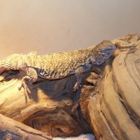 Mali uromastyx