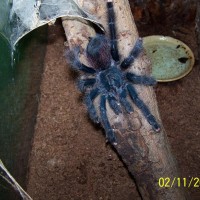 avicularia ?