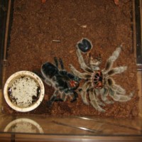 Rose Molted