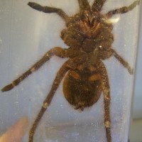 Theraphosa blondi