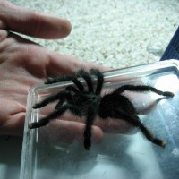 A.avicularia