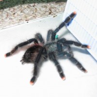 A.avicularia