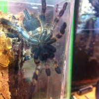 P. regalis