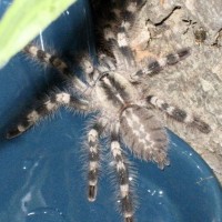 Poecilotheria Tigrinawesseli