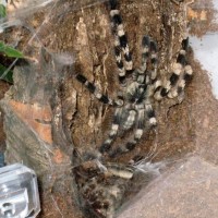 Poecilotheria Tigrinawesseli