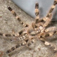 P. Smithi