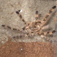 P. Smithi