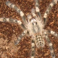 P. Smithi