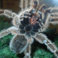 G. rosea male/female?