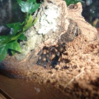 Brachypelma smithi