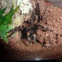 Brachypelma smithi