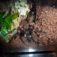 Brachypelma smithi