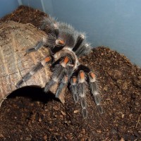 Brachypelma auratum, sub-adult female