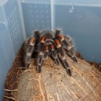 Brachypelma auratum, sub-adult female