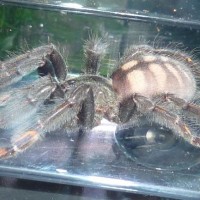 P. irminia sub-adult female