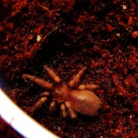 Brachypelma smith