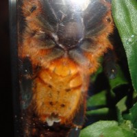 P. murinus