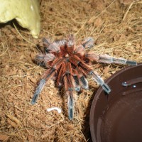 RCF grammostola rosea?