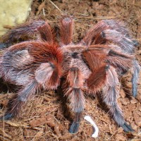 Grammostola rosea "RCF" or Paraphysa scrofa?