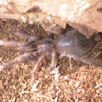 L parahybana sling pre-molt