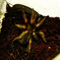 Brachypelma smithi