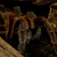 Grammostola rosea