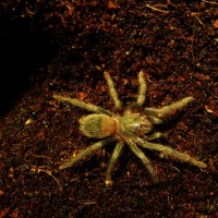 Lasiodora parahybana sling molt