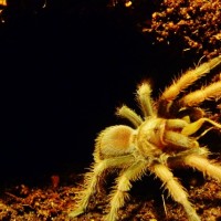 Aphonopelma Sp