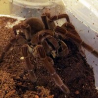 T. stirmi