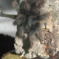 A. Avicularia female